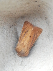 Denticucullus pygmina