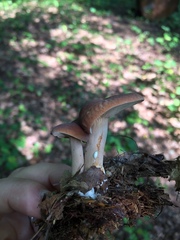 Lactarius subdulcis