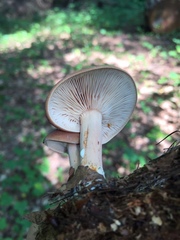 Lactarius subdulcis