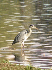 Ardea cinerea