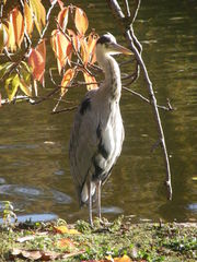 Ardea cinerea