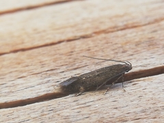 Aproaerema anthyllidella