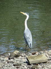 Ardea cinerea