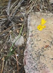 Ixia odorata odorata