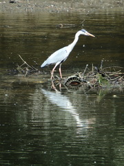 Ardea cinerea