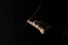 Acrocercops hedymopa