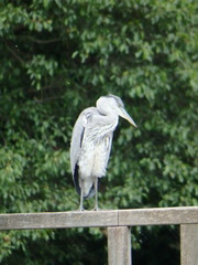 Ardea cinerea