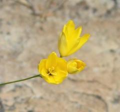 Ixia odorata odorata