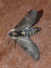 Neogene dynaeus