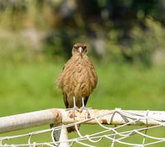 Daptrius chimango chimango