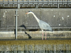 Ardea cinerea