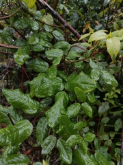 Boquila trifoliolata