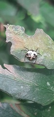 Hypognatha