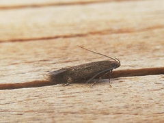 Aproaerema anthyllidella
