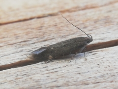 Aproaerema anthyllidella