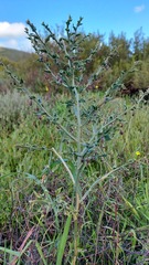 Asparagus undulatus