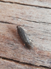 Aproaerema anthyllidella