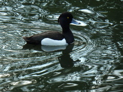Aythya fuligula