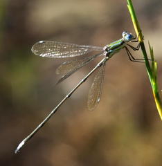 Lestes virgatus