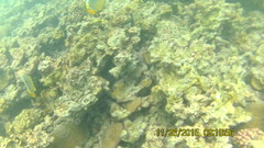 Chaetodon trifasciatus