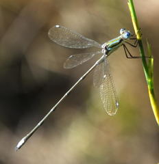 Lestes virgatus
