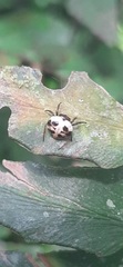 Hypognatha