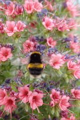 Bombus