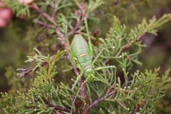 Steropleurus pseudolus