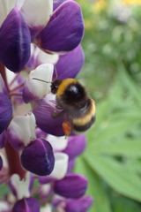 Bombus