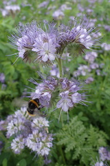 Bombus