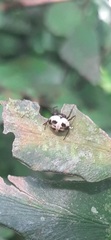 Hypognatha