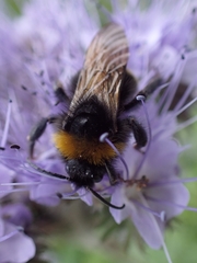Bombus