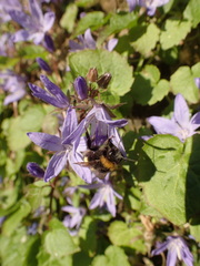 Bombus
