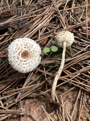Lepiota lilacea