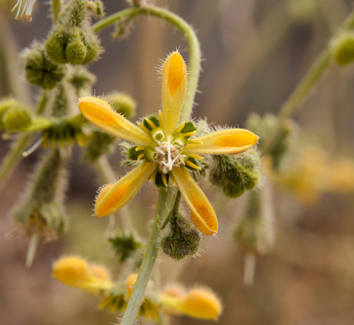 Blumenbachia dissecta (Blumenbachia dissecta)