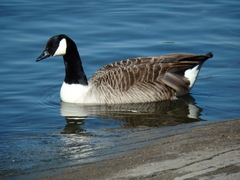 Branta canadensis