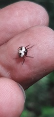 Hypognatha