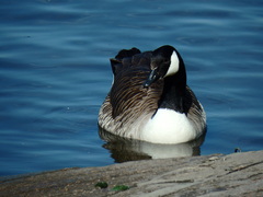 Branta canadensis