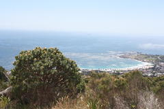 Leucospermum conocarpodendron conocarpodendron