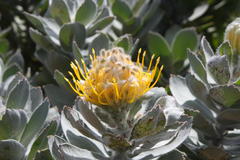 Leucospermum conocarpodendron conocarpodendron