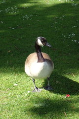 Branta canadensis