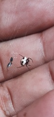 Hypognatha