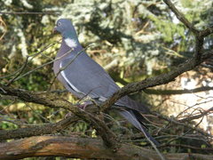 Columba palumbus