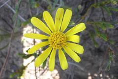 Senecio erosus