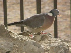 Columba palumbus
