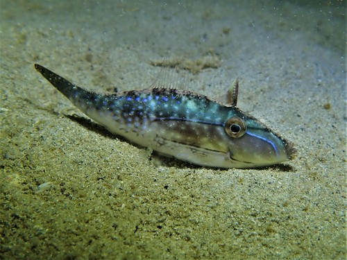 Bridled leatherjacket (Acanthaluteres spilomelanurus) — Monacanthidae