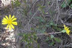 Senecio erosus