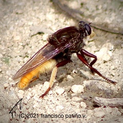 Eccritosia zamon