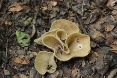 Otidea alutacea