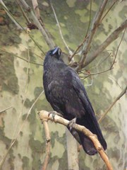 Corvus corone